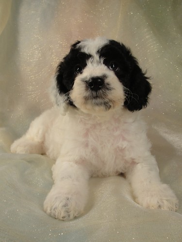 Male Cockapoo Puppy for sale #3 Born February 20th, 2012